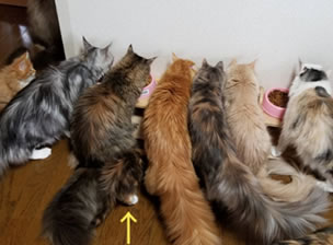 猫の様子