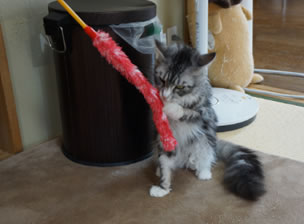 猫の様子