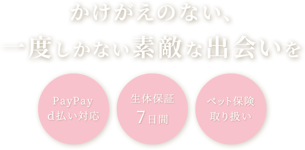 かけがえのない、一度しかない素敵な出会いを PayPay d払い対応 生体保証7日間 ペット保険取り扱い