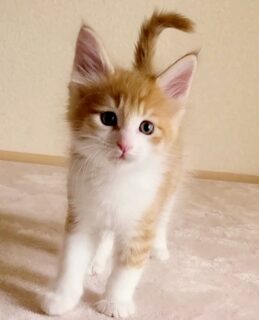 販売中の仔猫1 販売中の仔猫1